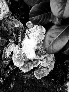 Mushrooms and Leafs