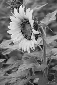 Sunflower-8