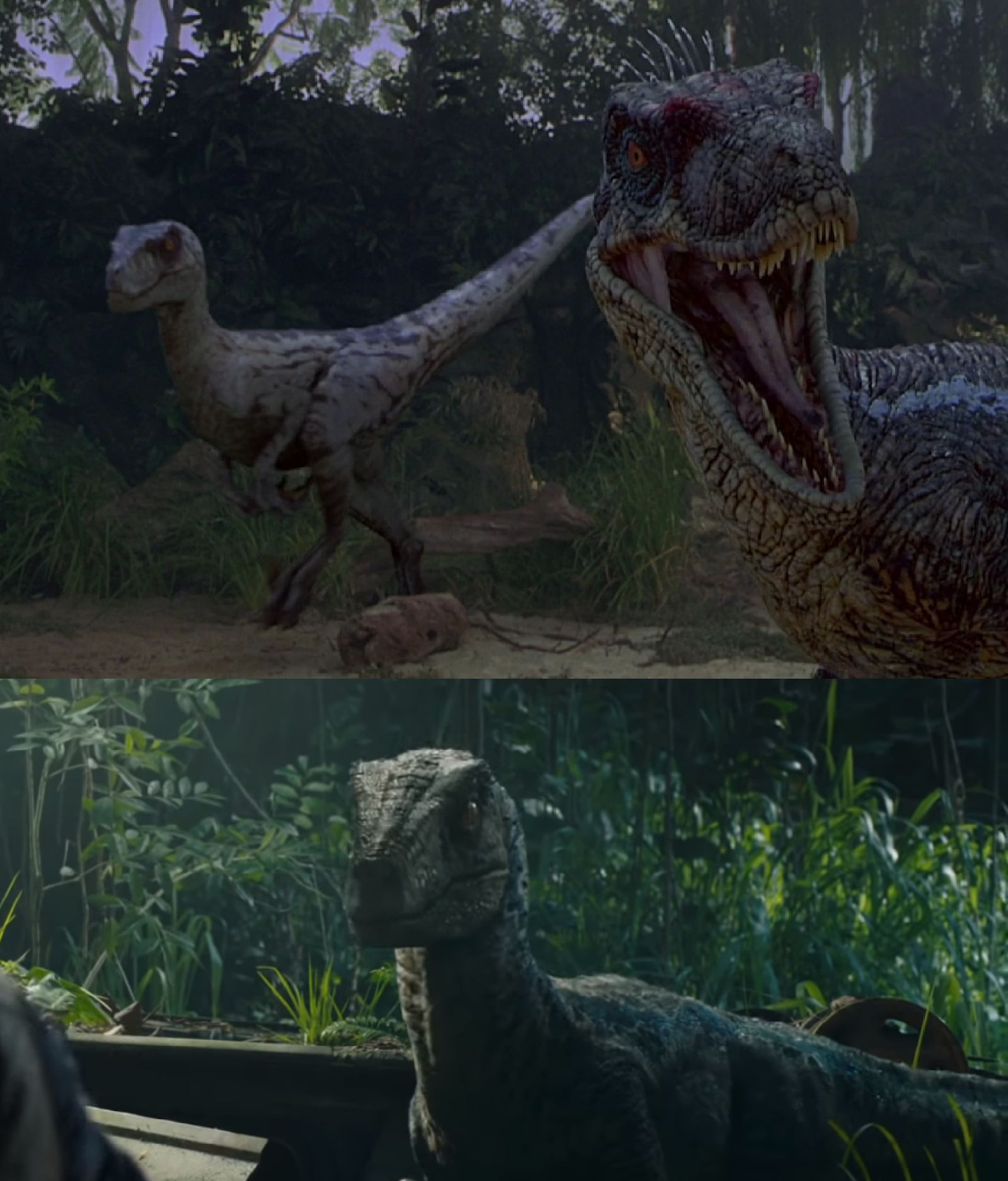 Blue Alpha Raptor Blue Meets Alpha Velociraptor by MnstrFrc on DeviantArt