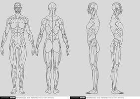 Anatomy References and Perspectives 10 11