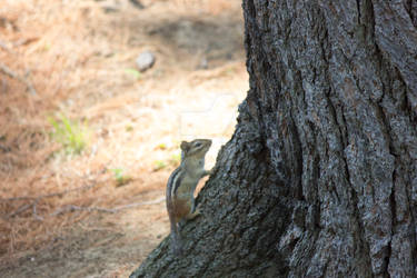 chipmunk