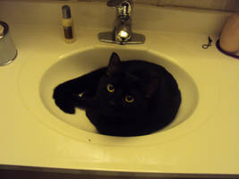 Sink Cat Simon