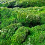 Vivid moss