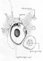 Oyster - Crystalline Style