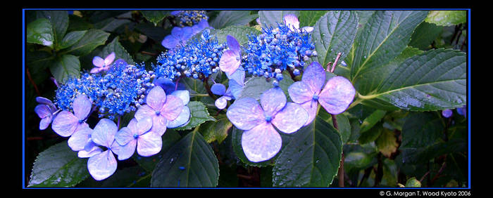 Blue sea Of Pollen