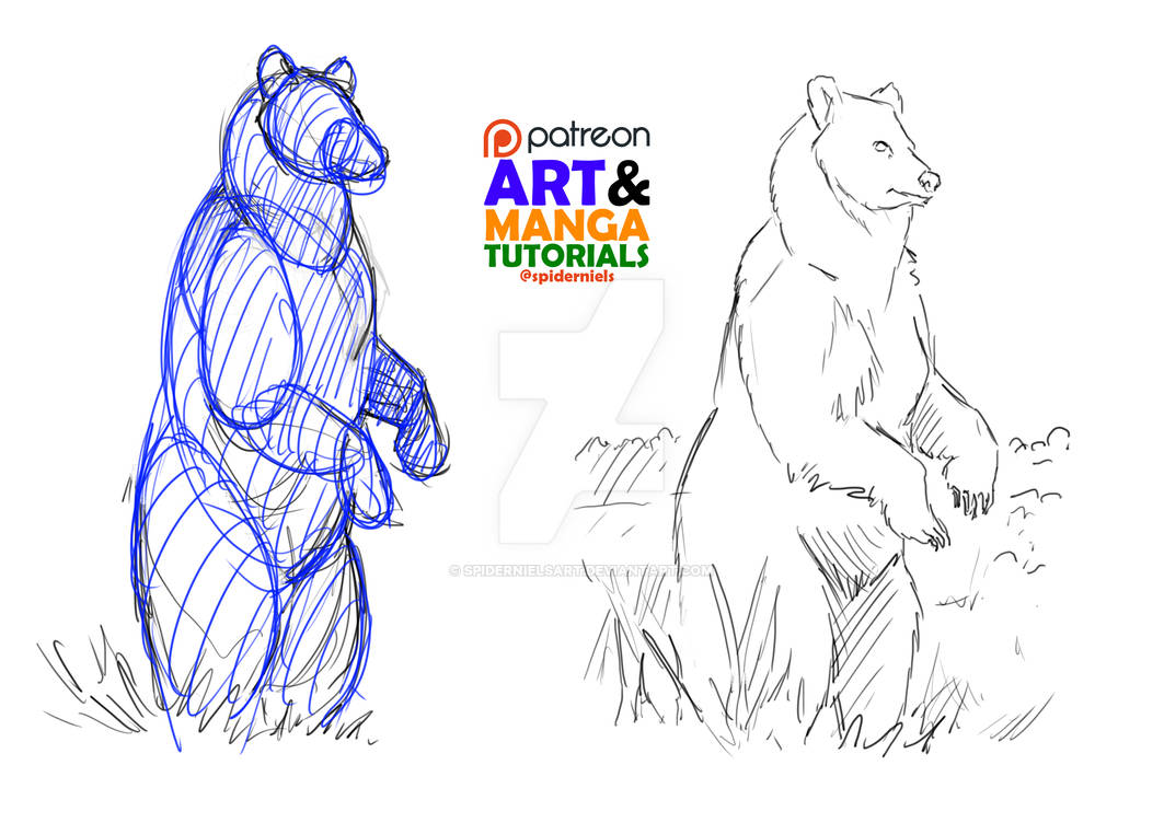 Bear Drawing Hack Quick tips to draw Bears by spidernielsart on DeviantArt