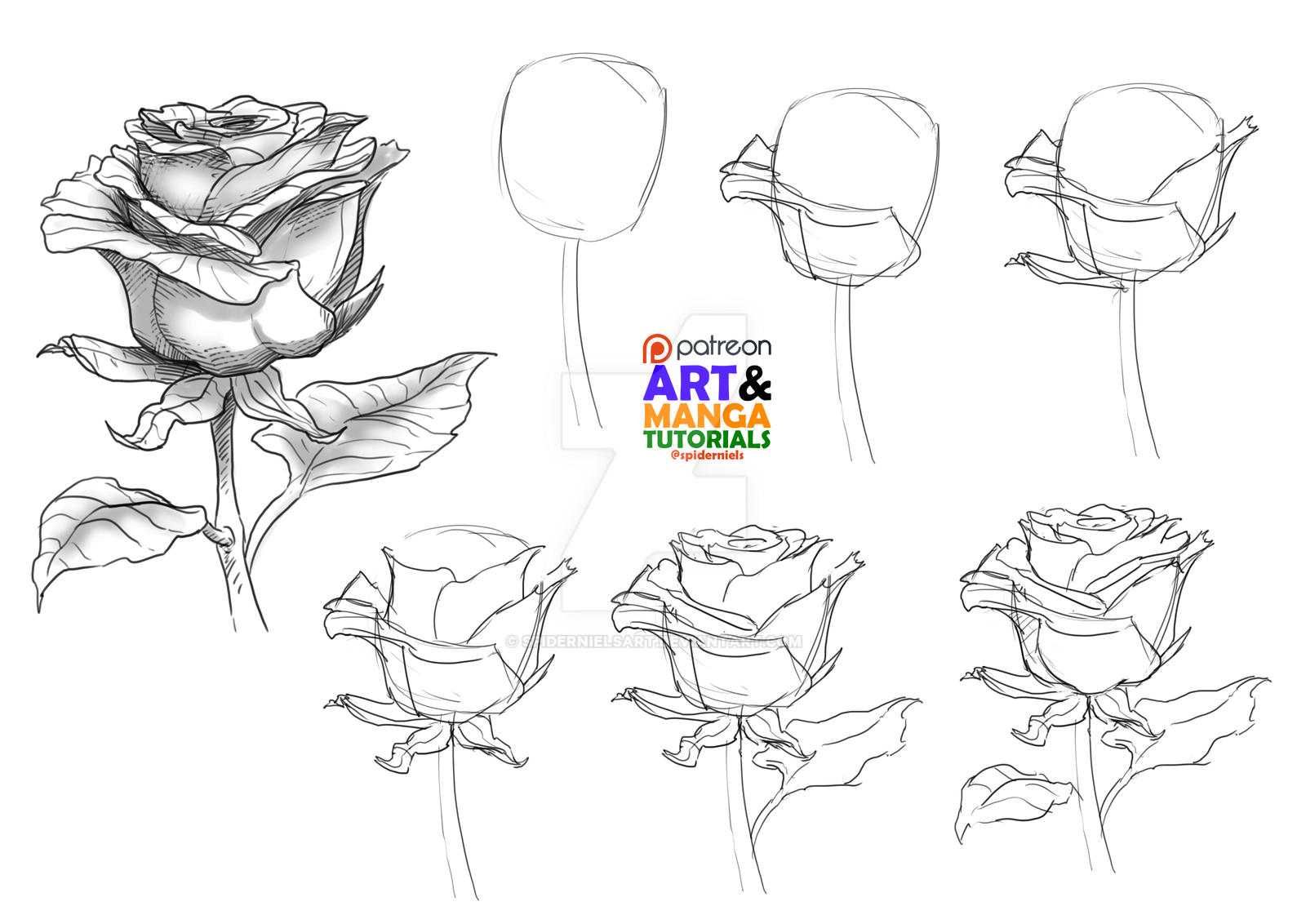Tips For Drawing Roses Tutorial about drawing Roses by spidernielsart on DeviantArt