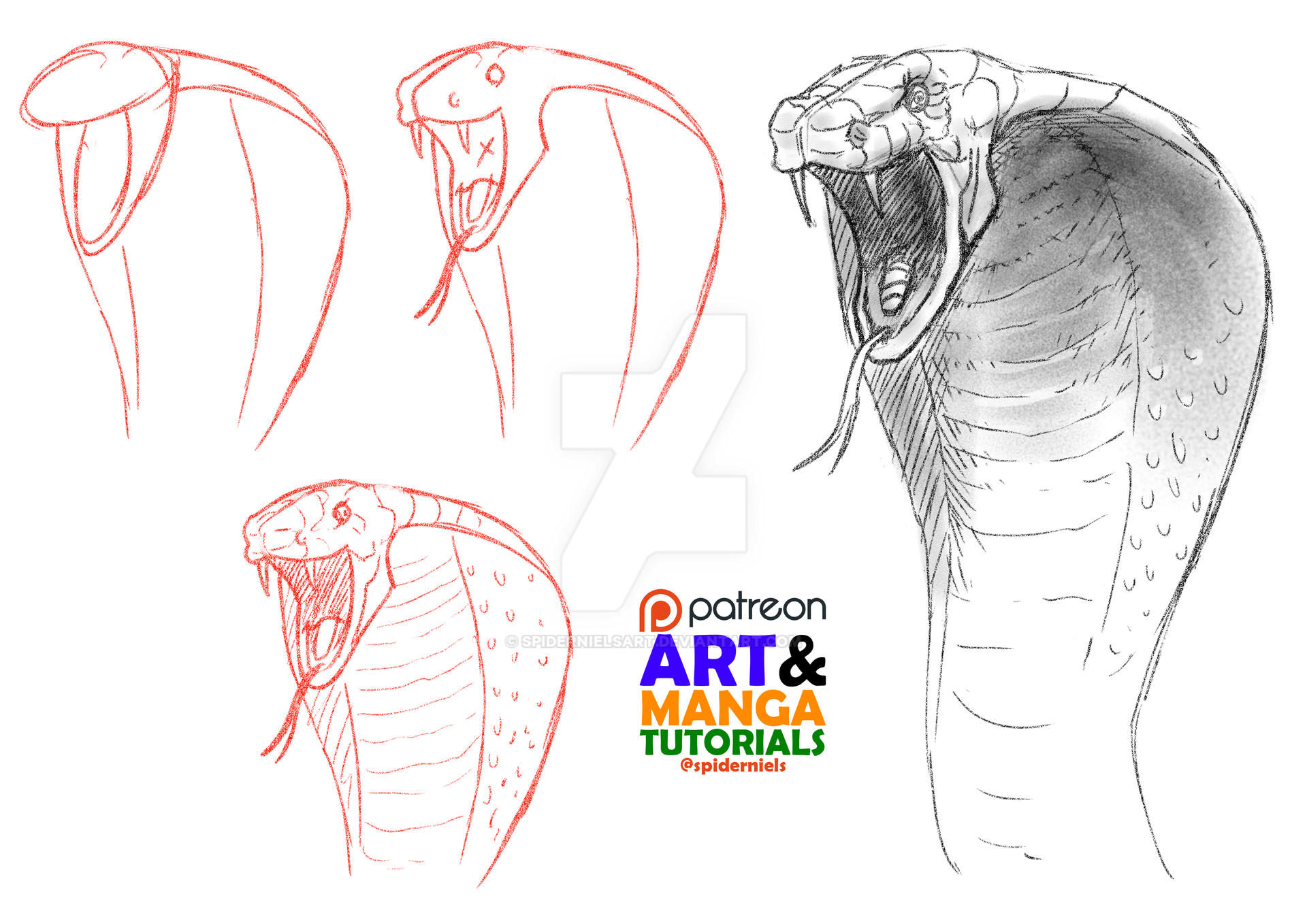 Tips To Draw A Cobra Snake By Spidernielsart On DeviantArt tips-to-draw-a-cobra-snake-by-spidernielsart-on-deviantart
