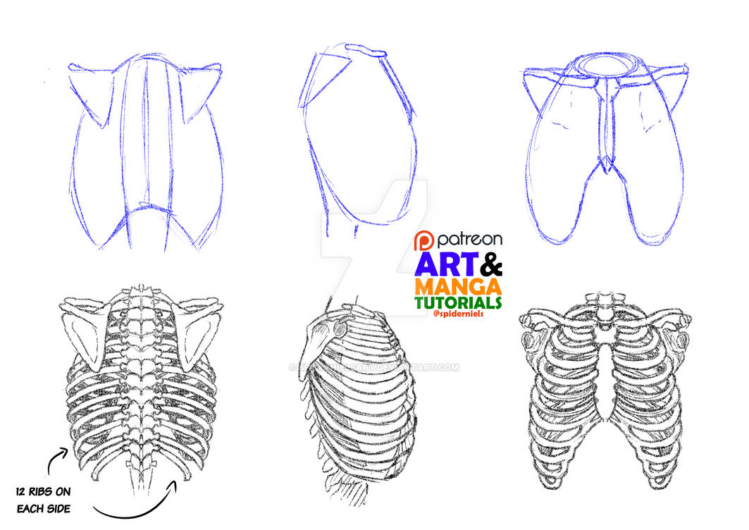 Ribs cage drawing tips by spidernielsart on DeviantArt