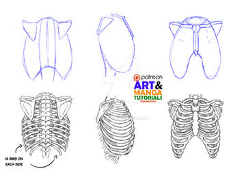 Behind Ribs Drawing Explore the Best Ribs Art | DeviantArt