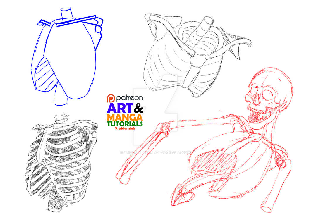 Anatomy Skeleton Ribs Cage Study by spidernielsart on DeviantArt
