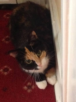 I'm not doing anything- Honest