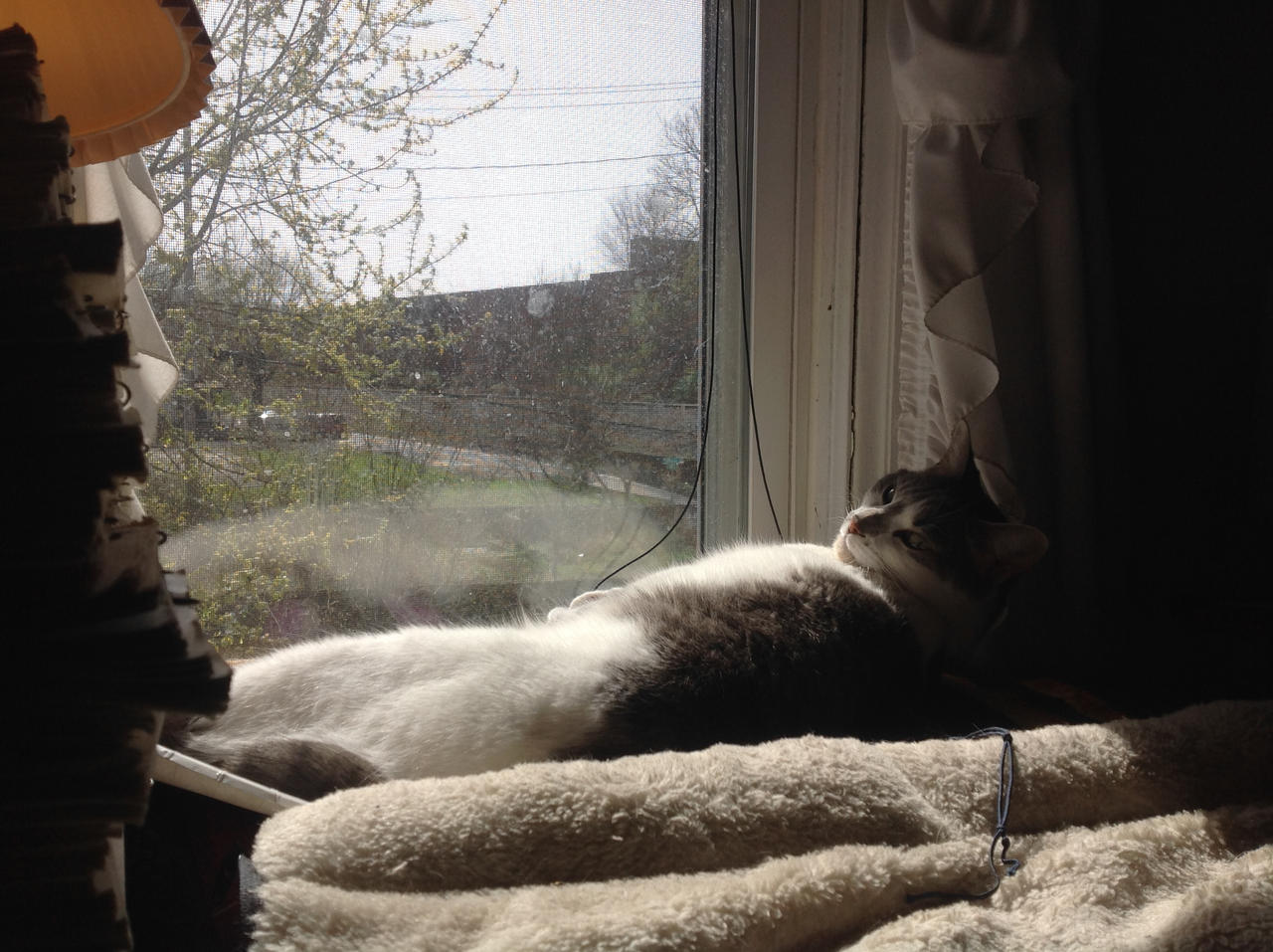 One Lazy Cat