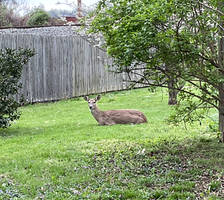 A visitor