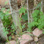 Clover and Bricks