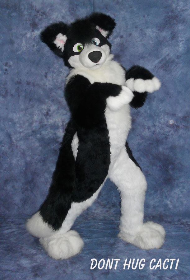 Chase Border Collie fullsuit