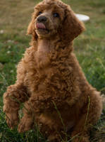 Brown Poodle