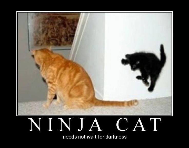 ninja cat