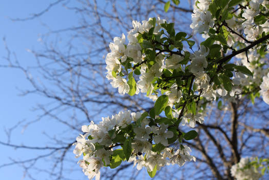 Apple blossoms