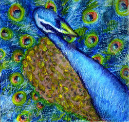 Blue Peacock