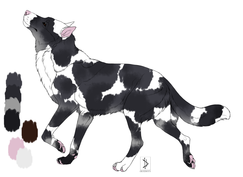 Piebald top australian shepherd
