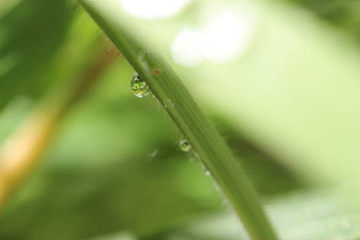 Hairy Droplet