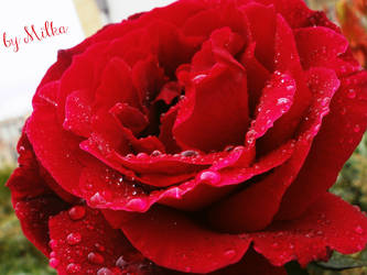 Drops of water on a red rose