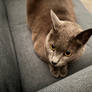 Cat on Couch