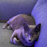 Comfortable Cat on Couch