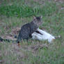 Kitties Playing