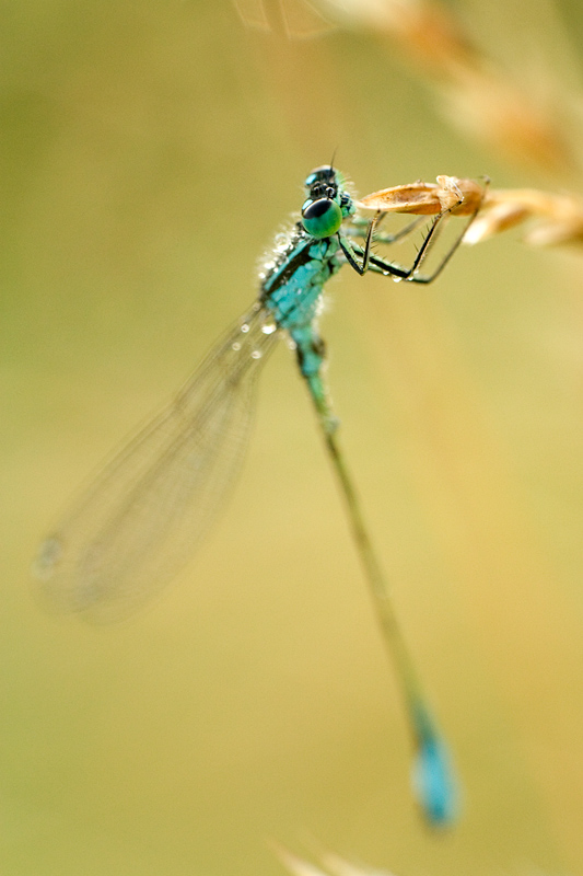 Ischnura elegans