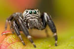 Jumping spider by Kaasik91