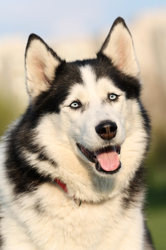 Husky 3