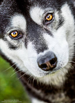 Beautiful eyes