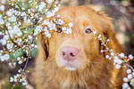 Springtime by Kaasik91