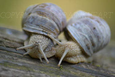 Snailrace.