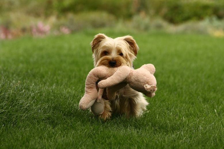 Olo and his friend: piglet