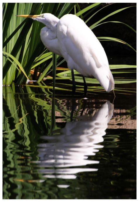 great egret