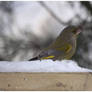 greenfinch Carduelis chloris