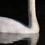 swan_mirror