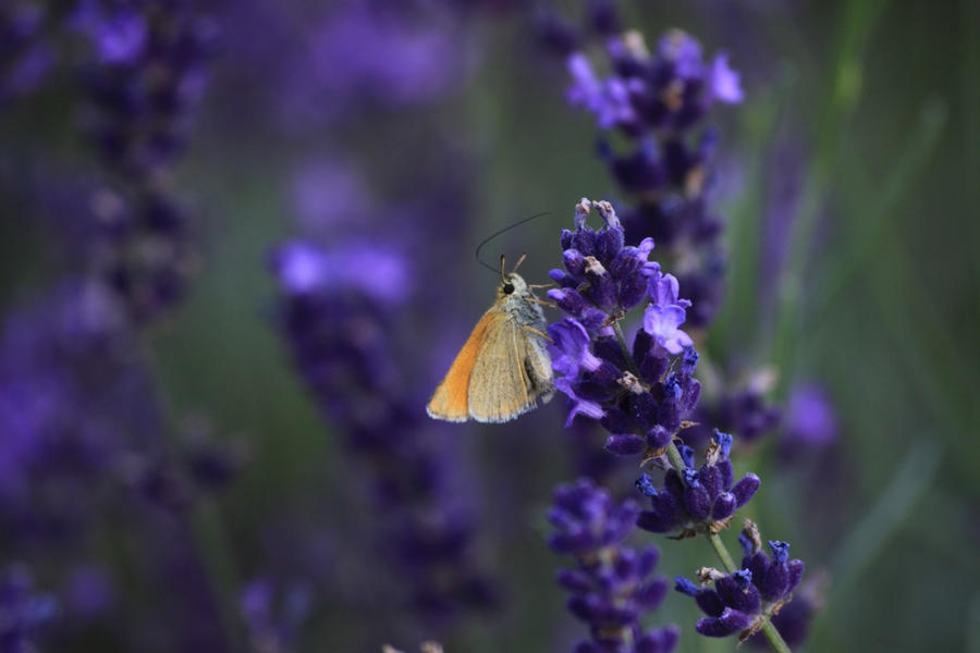 lavender and small