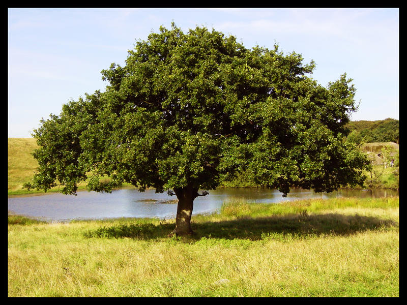 The Vikings tree by Rastavari on DeviantArt