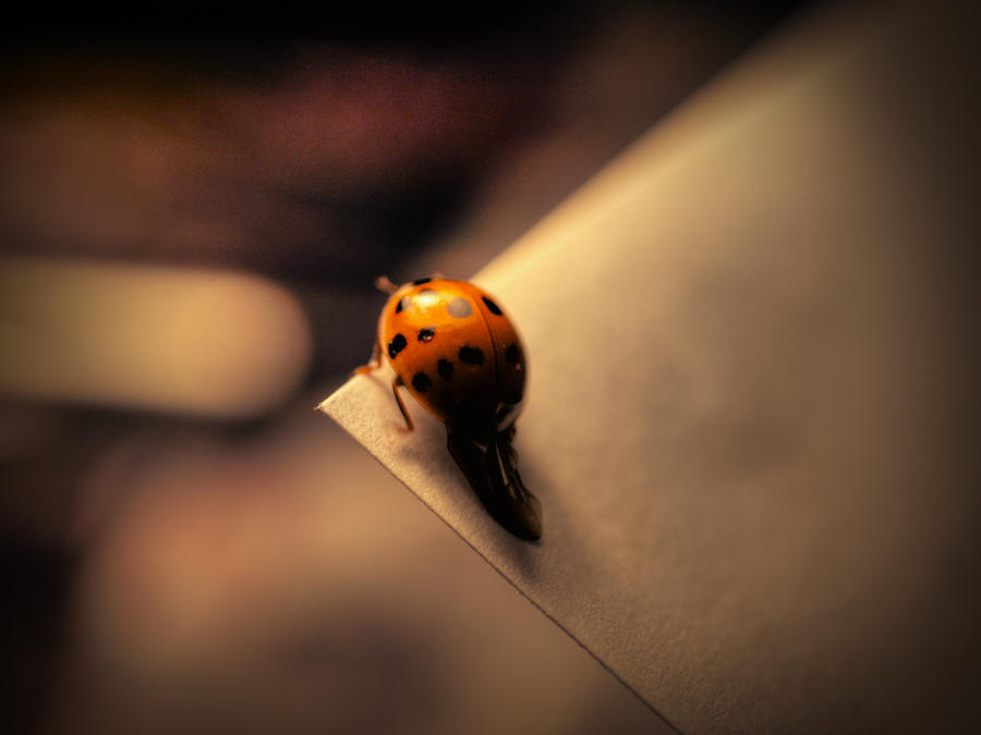 The Last Ladybug