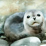 Curious seal on the pebbles