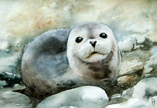 Curious seal on the pebbles