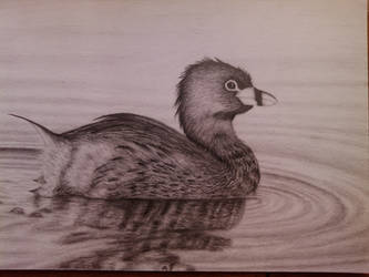 Pied-billed Grebe