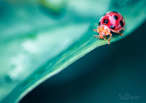 Ladybug