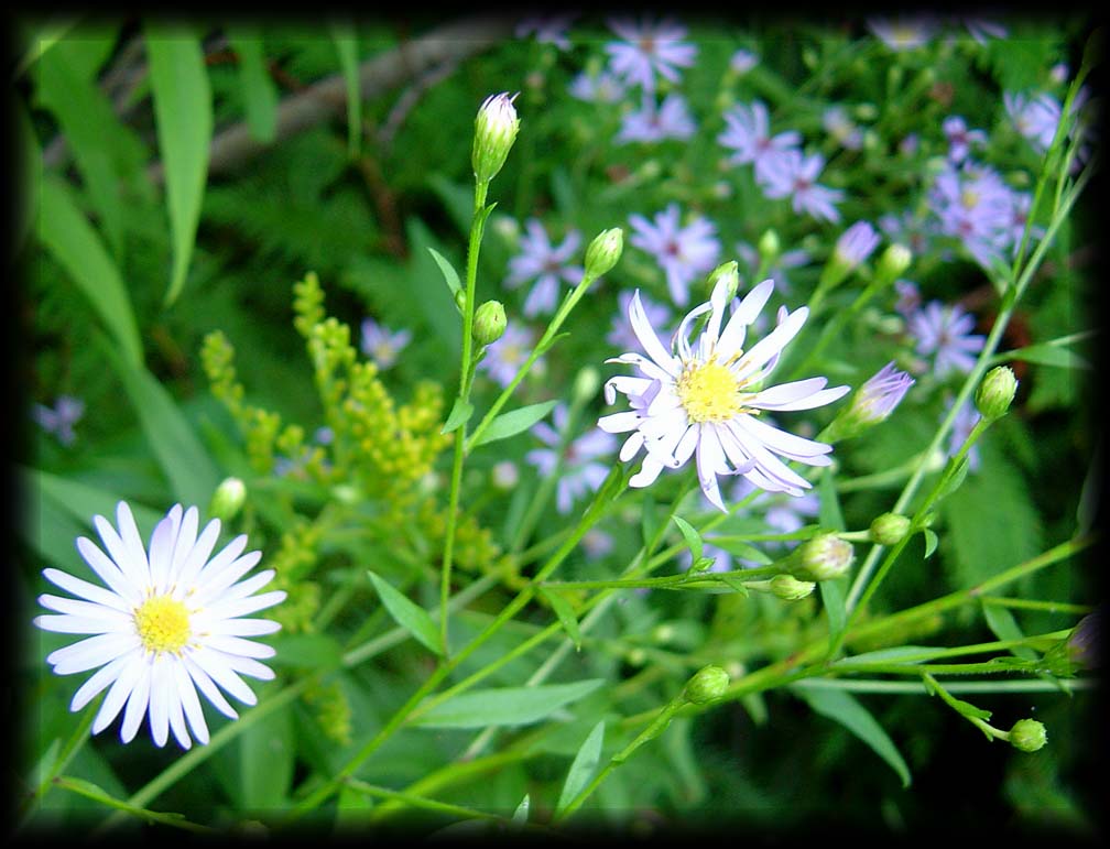 Flowers in white and purple