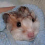 ::Bella my hamster::