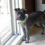 ..::My dog Maya::..